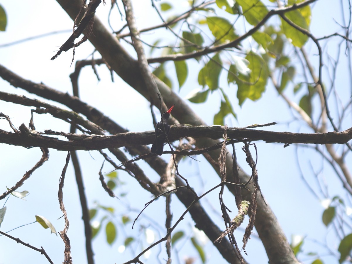 kolibřík zlatochvostý - ML645731683