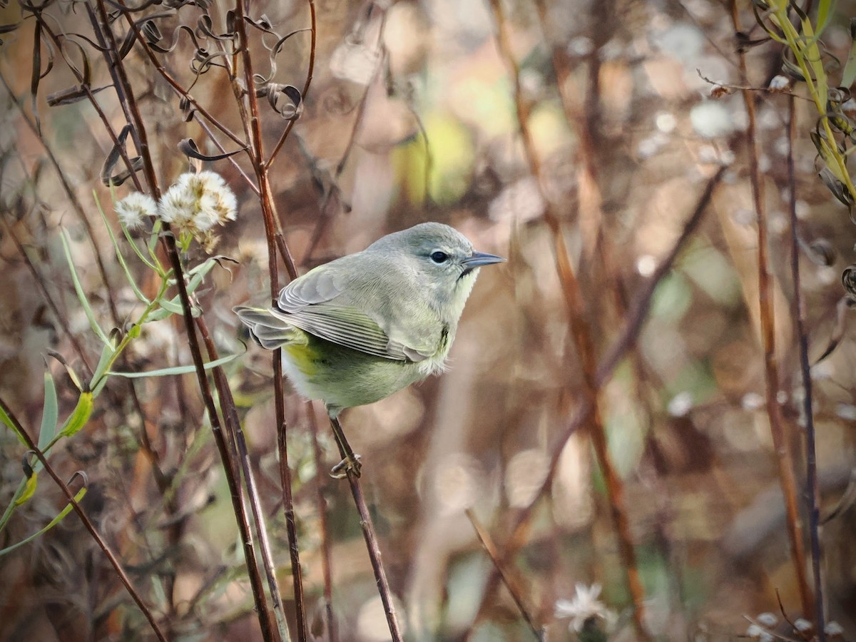 Orange-crowned Warbler - ML645731694