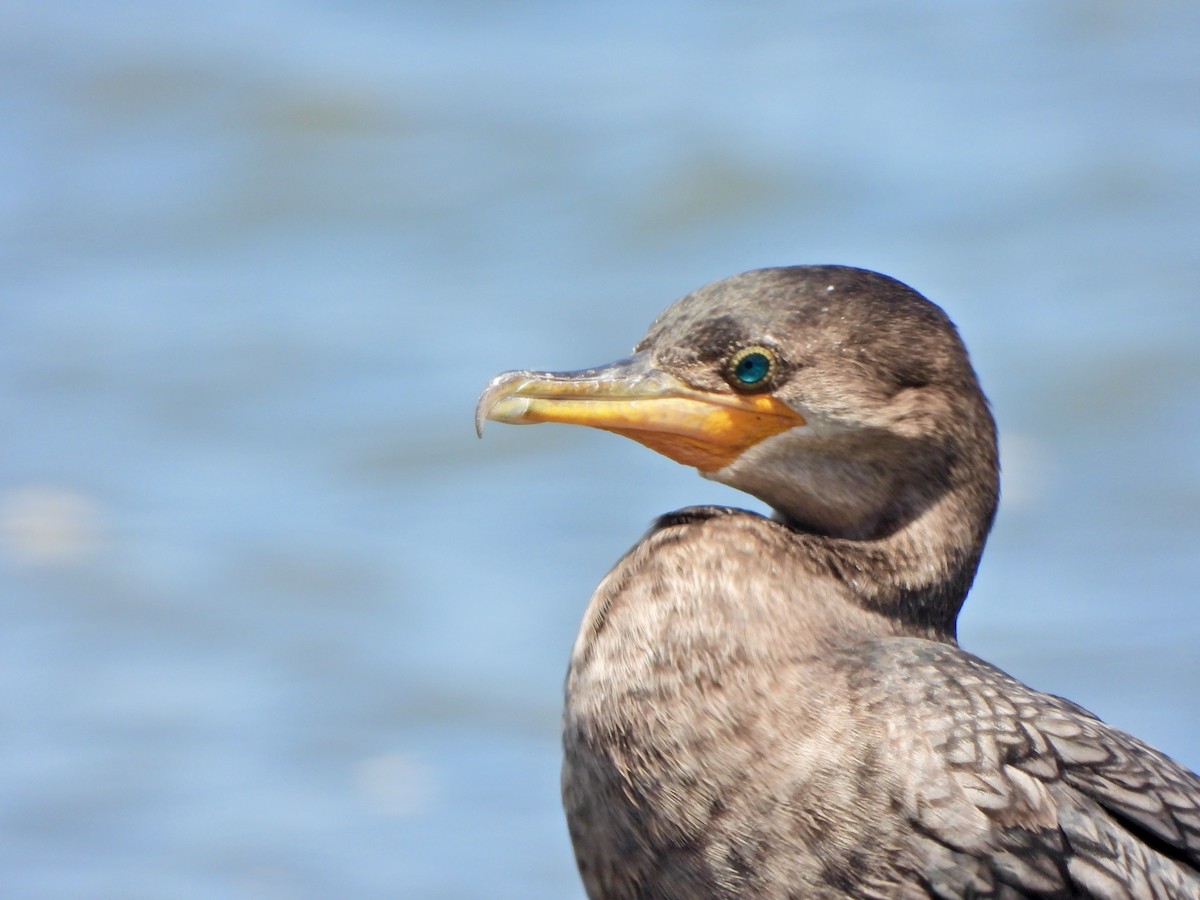 kormorán neotropický - ML645731697