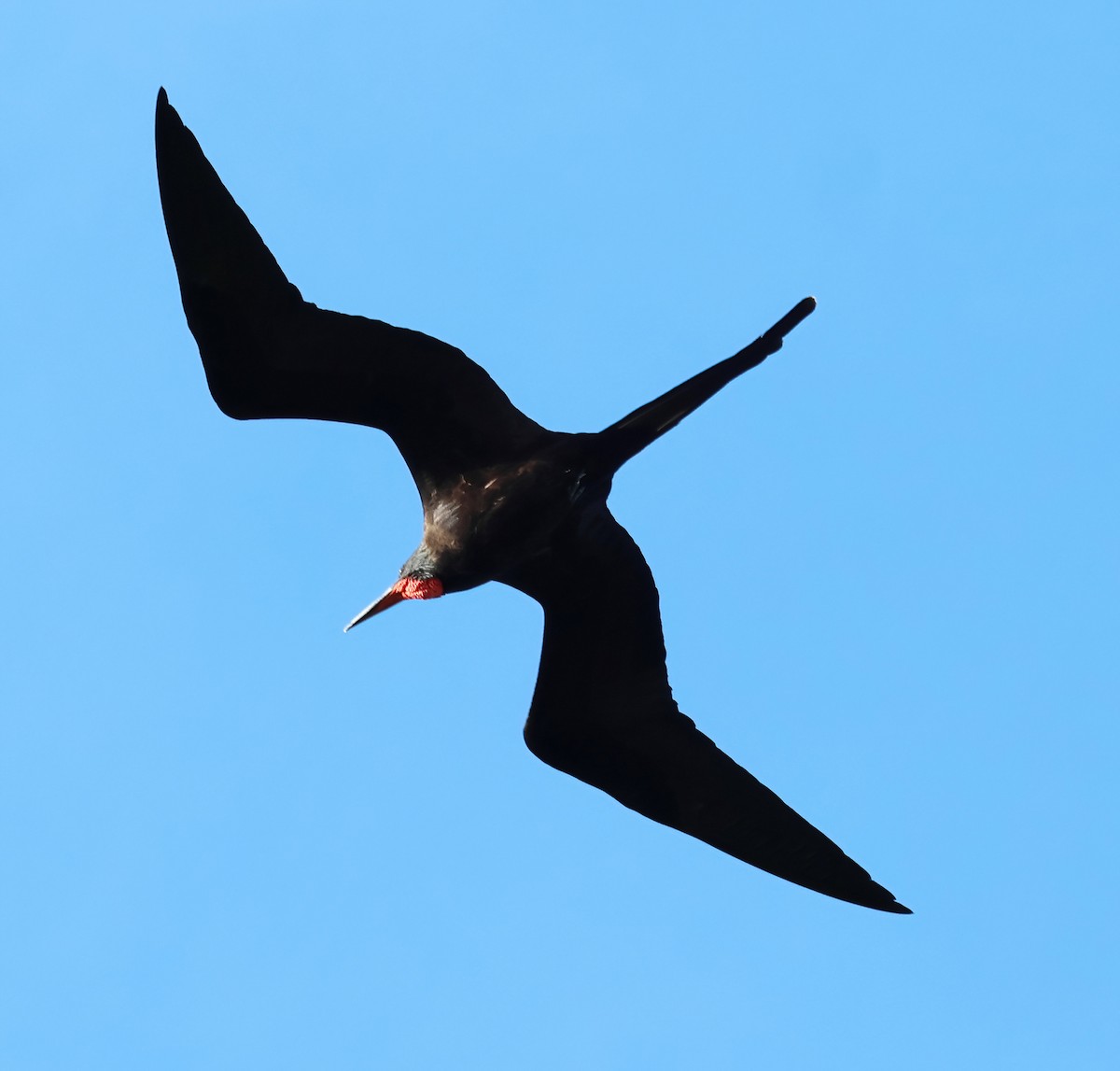 פריגט הדור - ML645731700