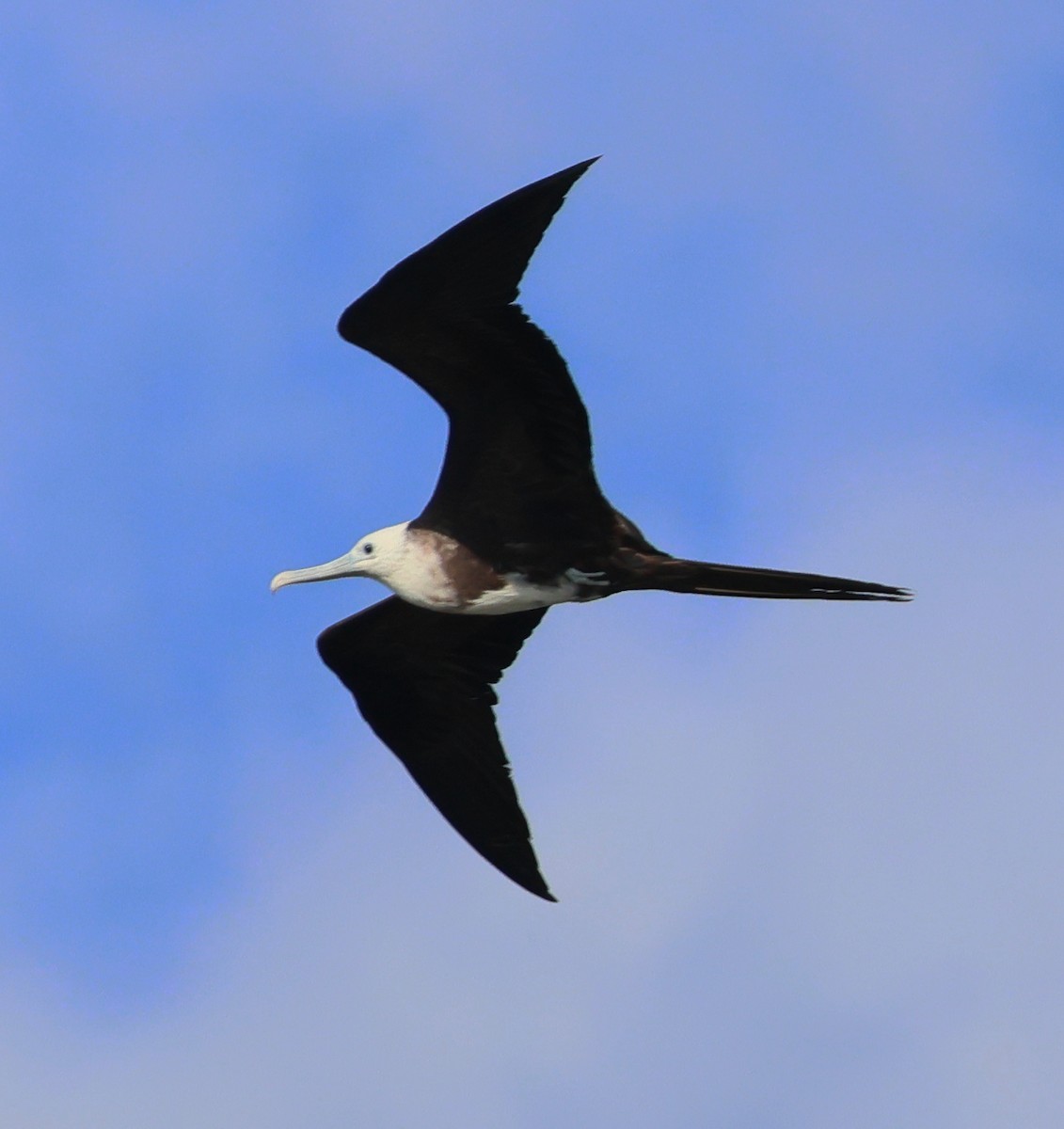 פריגט הדור - ML645731701