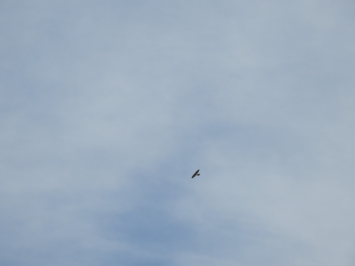 Eurasian Sparrowhawk - ML645731711