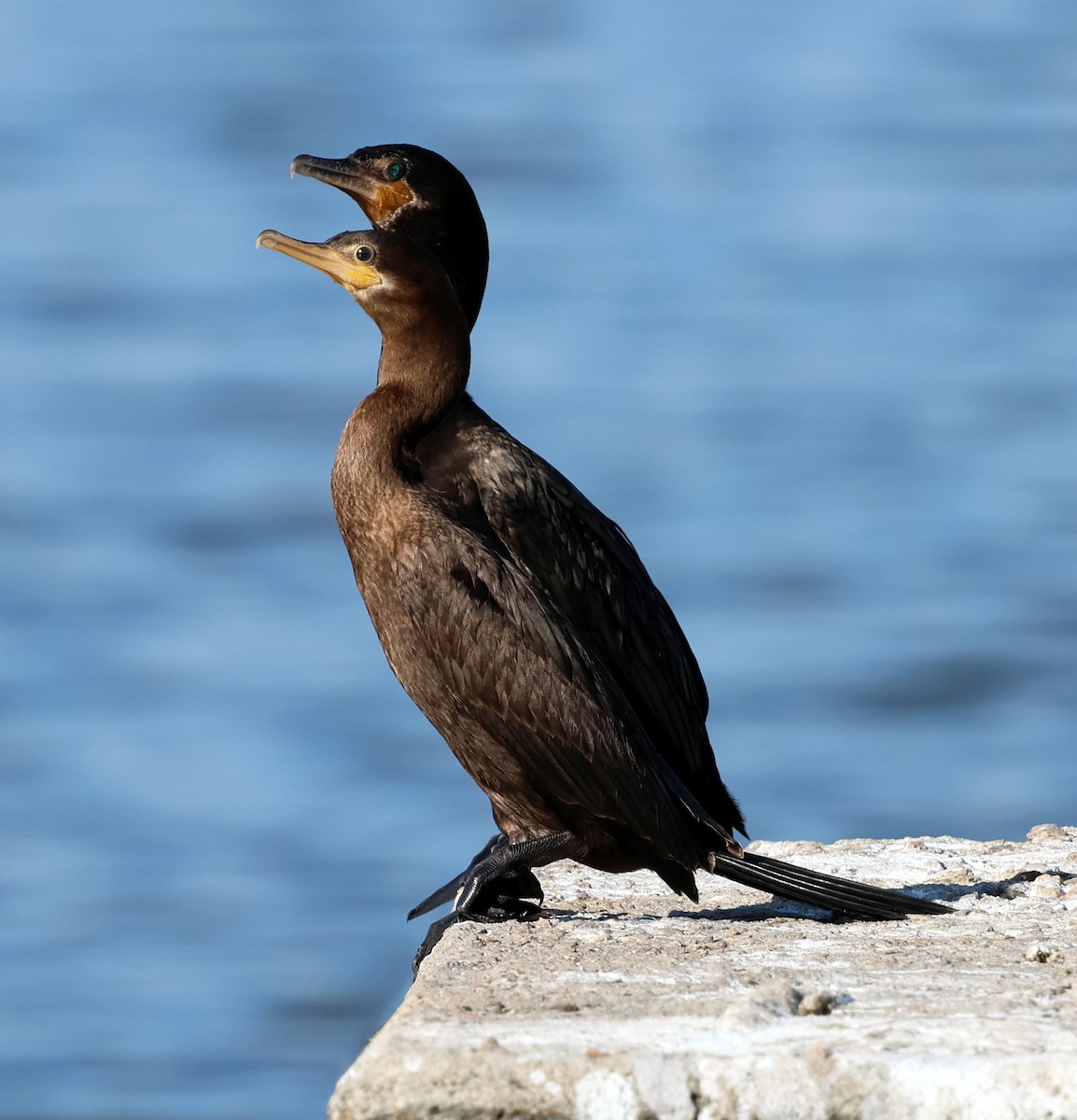 Neotropic Cormorant - ML645731712