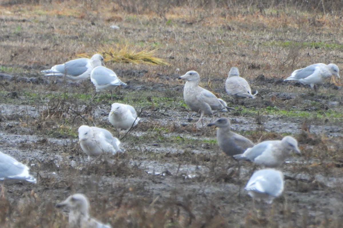American Herring x Glaucous-winged Gull (hybrid) - ML645731713