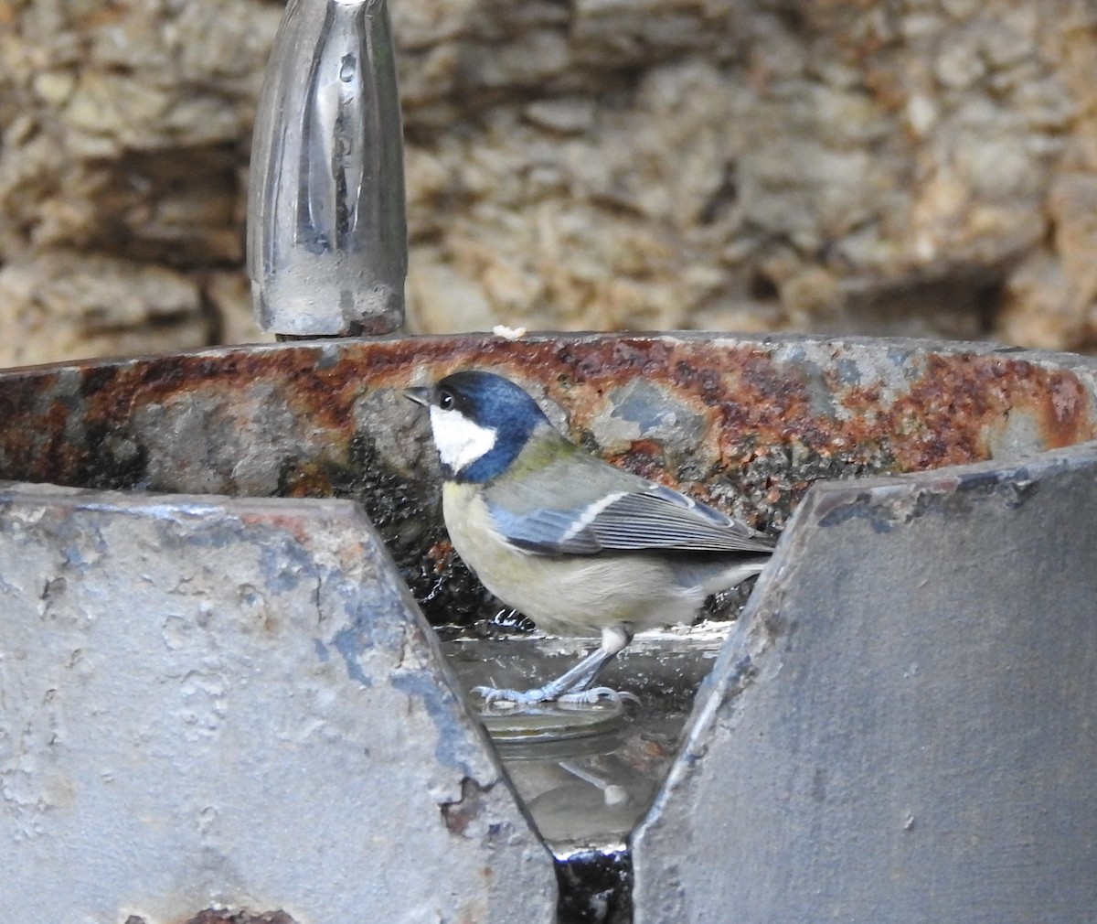 Great Tit - ML645731720