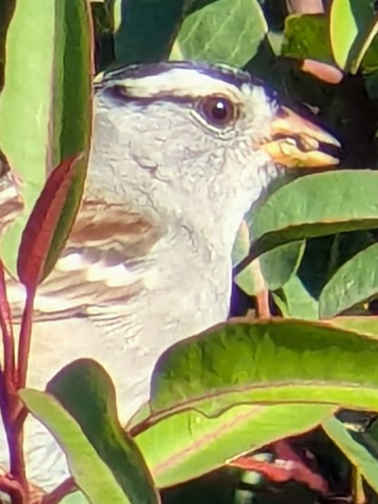 Chingolo Coroniblanco - ML645731723