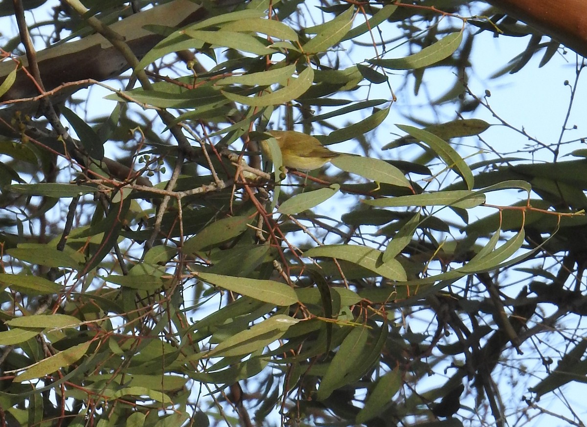 Common Chiffchaff - ML645731724