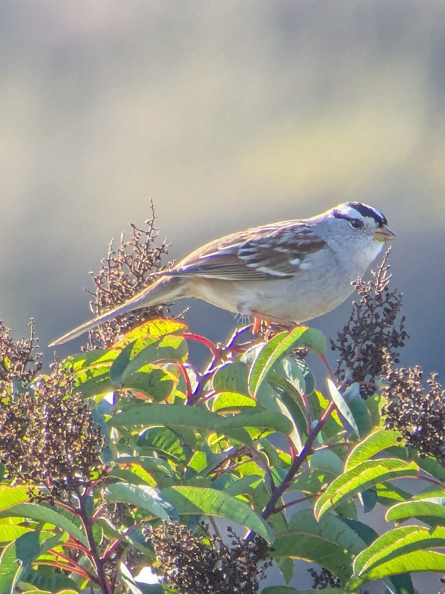 Chingolo Coroniblanco - ML645731725