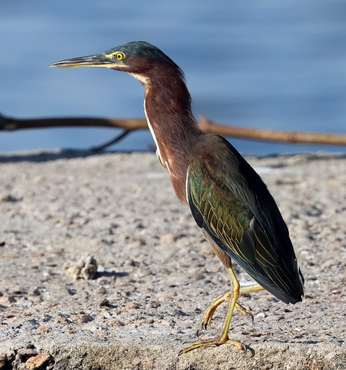 אנפית ירוקה - ML645731727