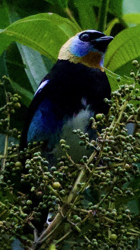 Golden-hooded Tanager - ML645731730