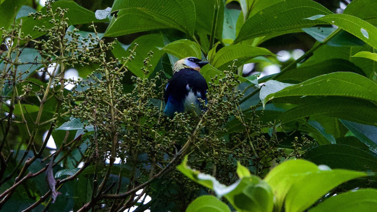 Golden-hooded Tanager - ML645731731