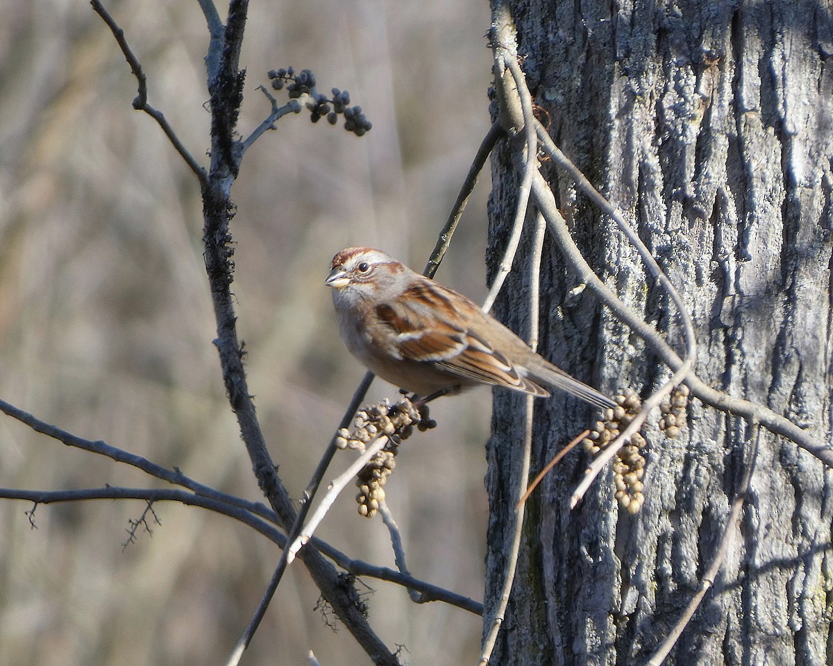 American Tree Sparrow - ML645731733