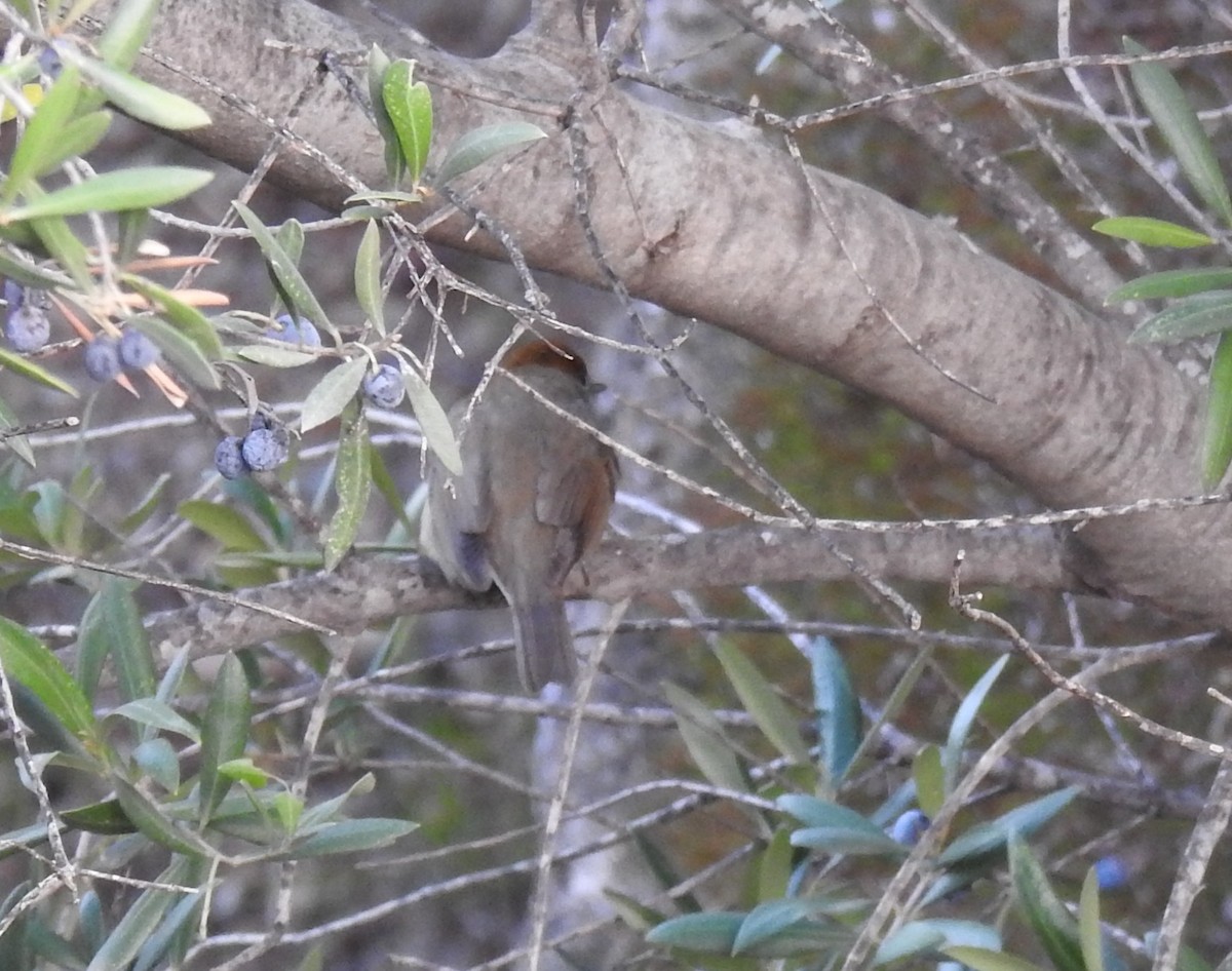 Eurasian Blackcap - ML645731737