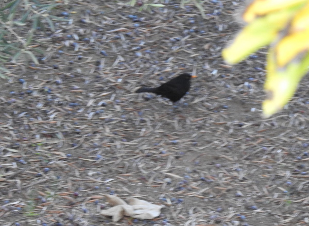 Eurasian Blackbird - ML645731747