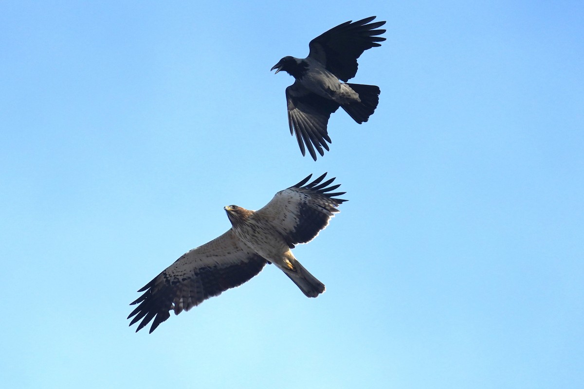 ヒメクマタカ - ML645731749