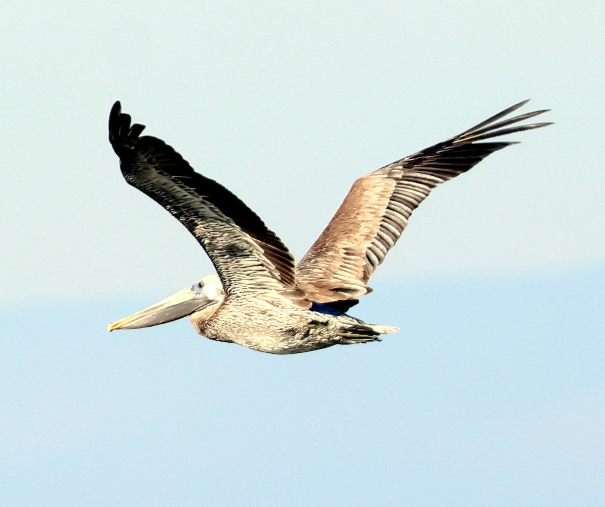 שקנאי חום - ML645731750