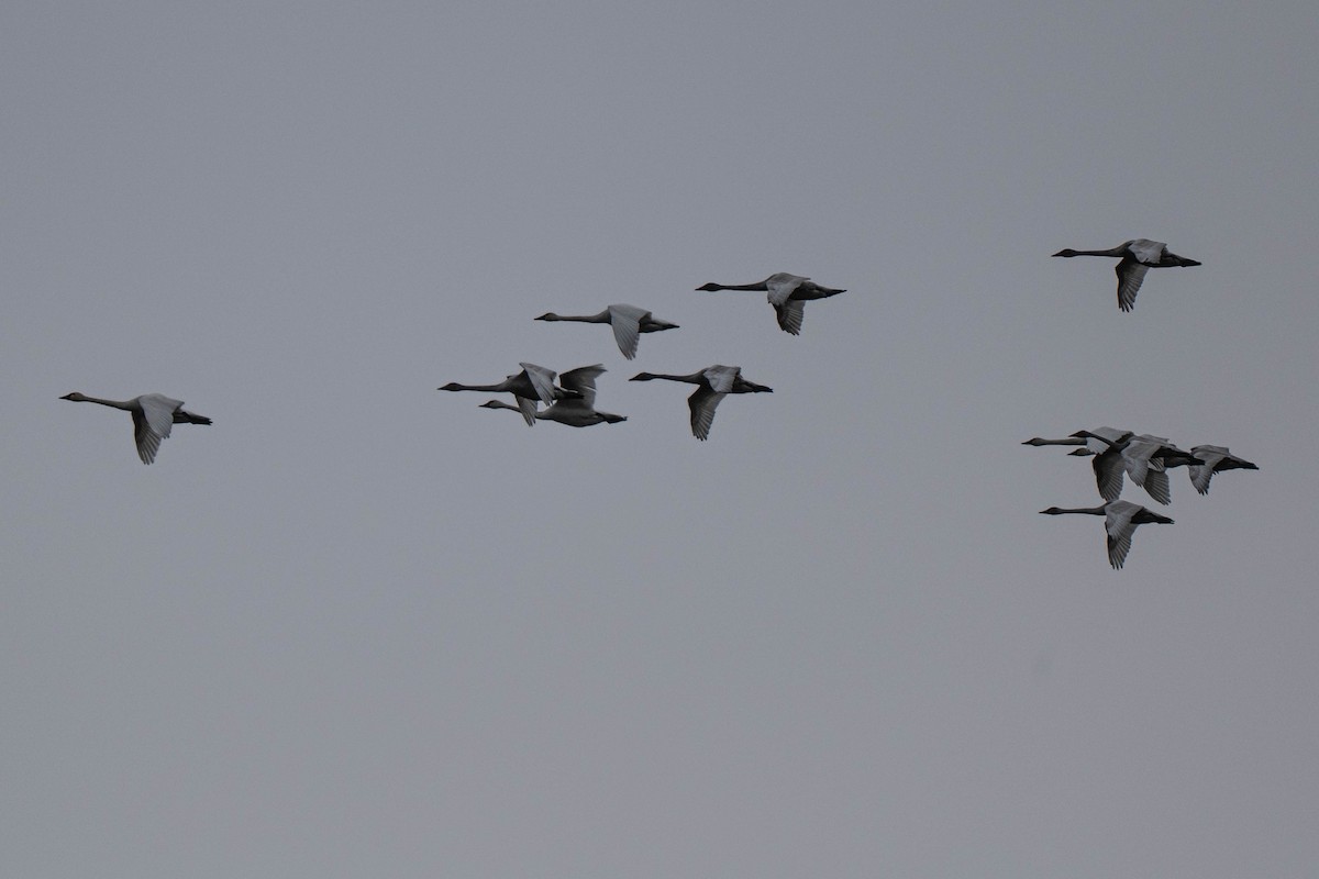 Tundra Swan - ML645731753