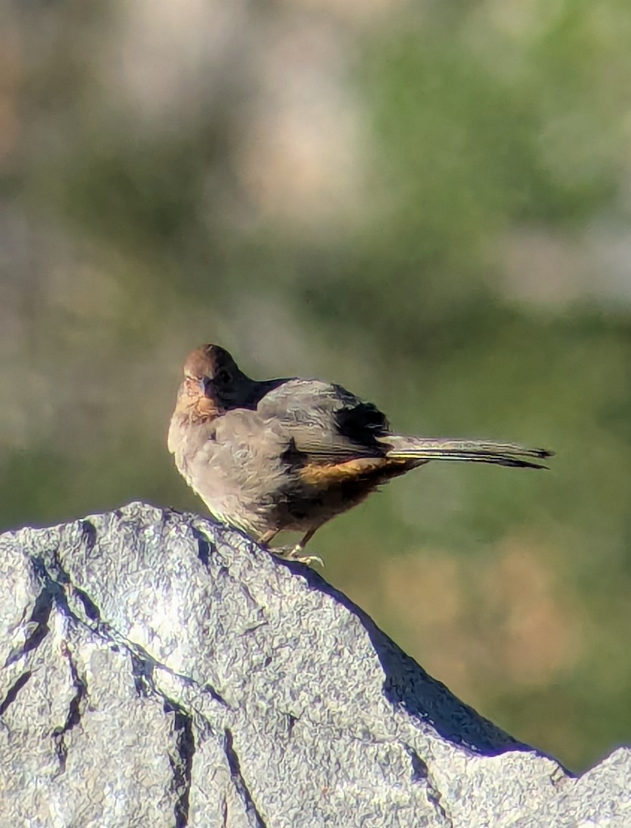 Toquí Californiano - ML645731759