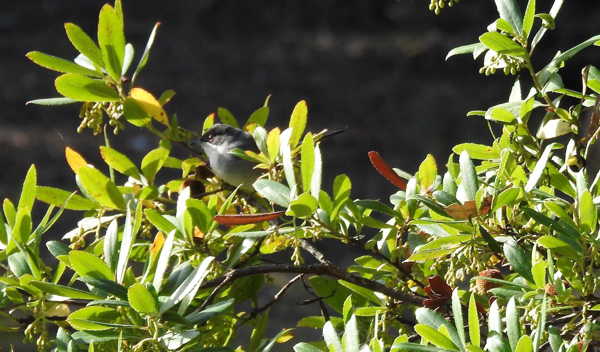 Sardinian Warbler - ML645731764