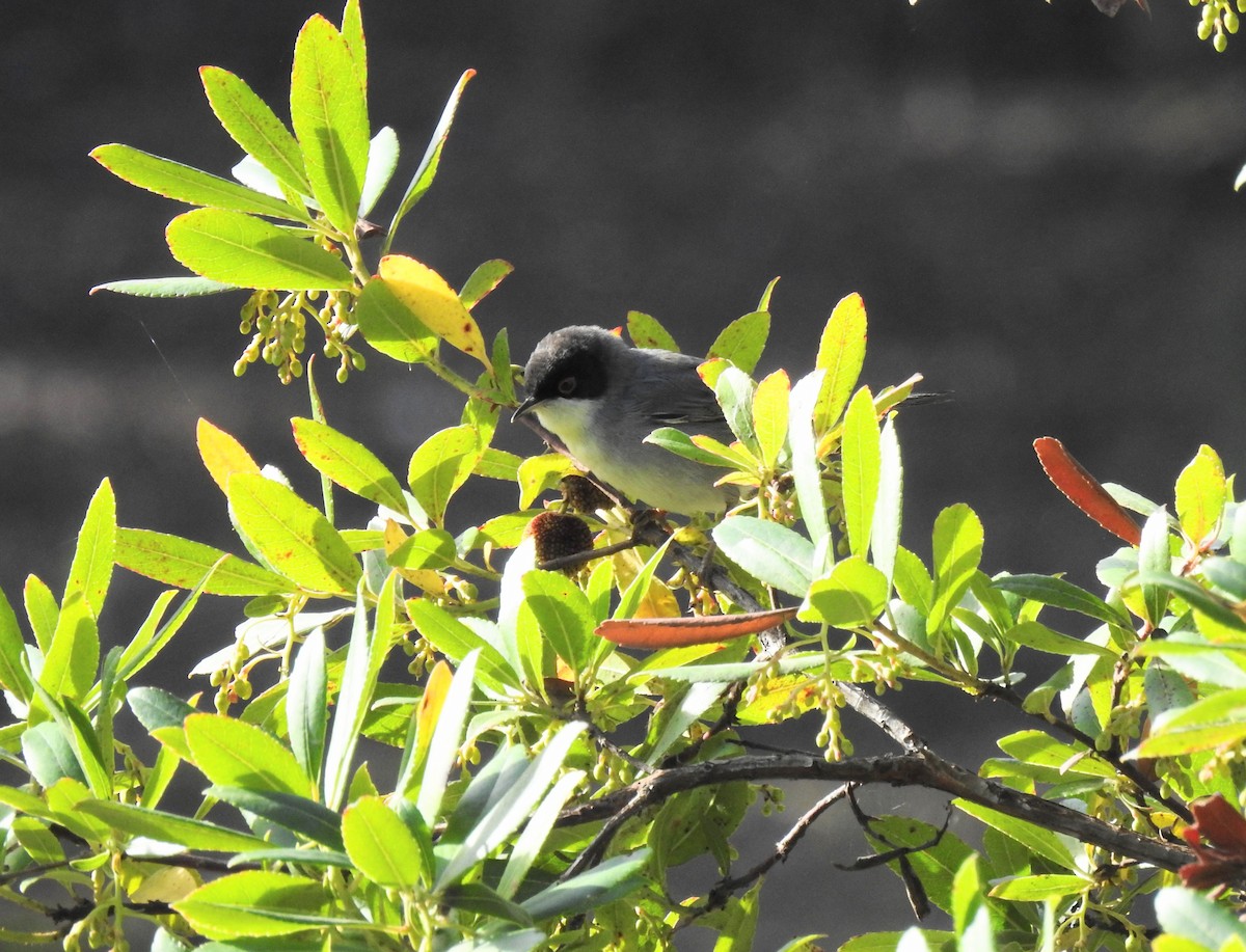 Sardinian Warbler - ML645731765