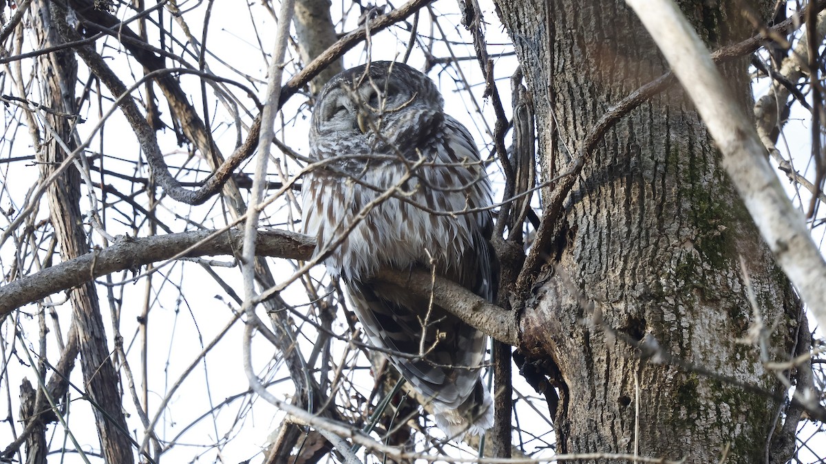 puštík proužkovaný - ML645731767