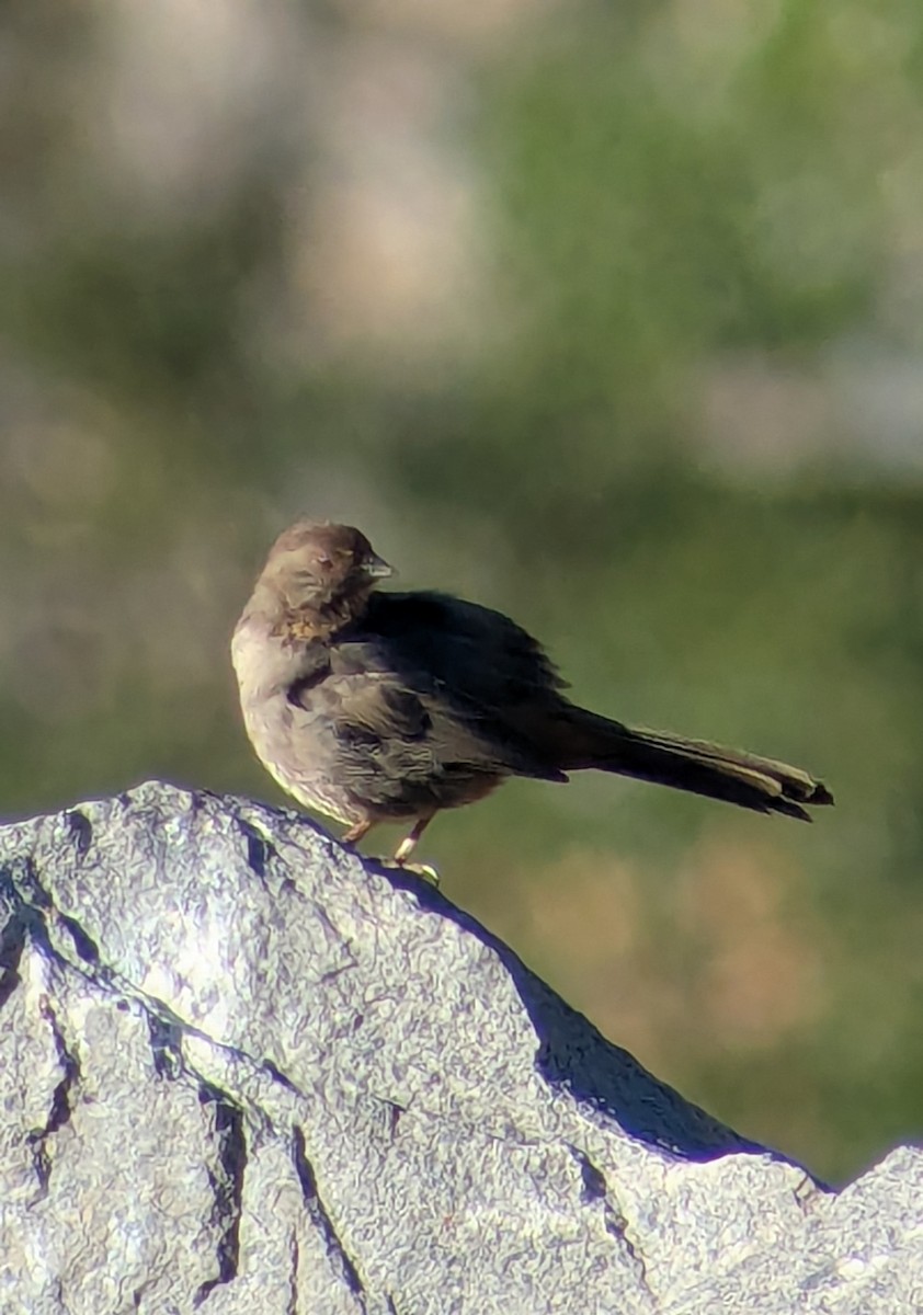 Toquí Californiano - ML645731768