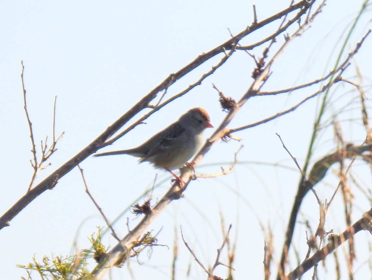 White-crowned Sparrow - ML645731779