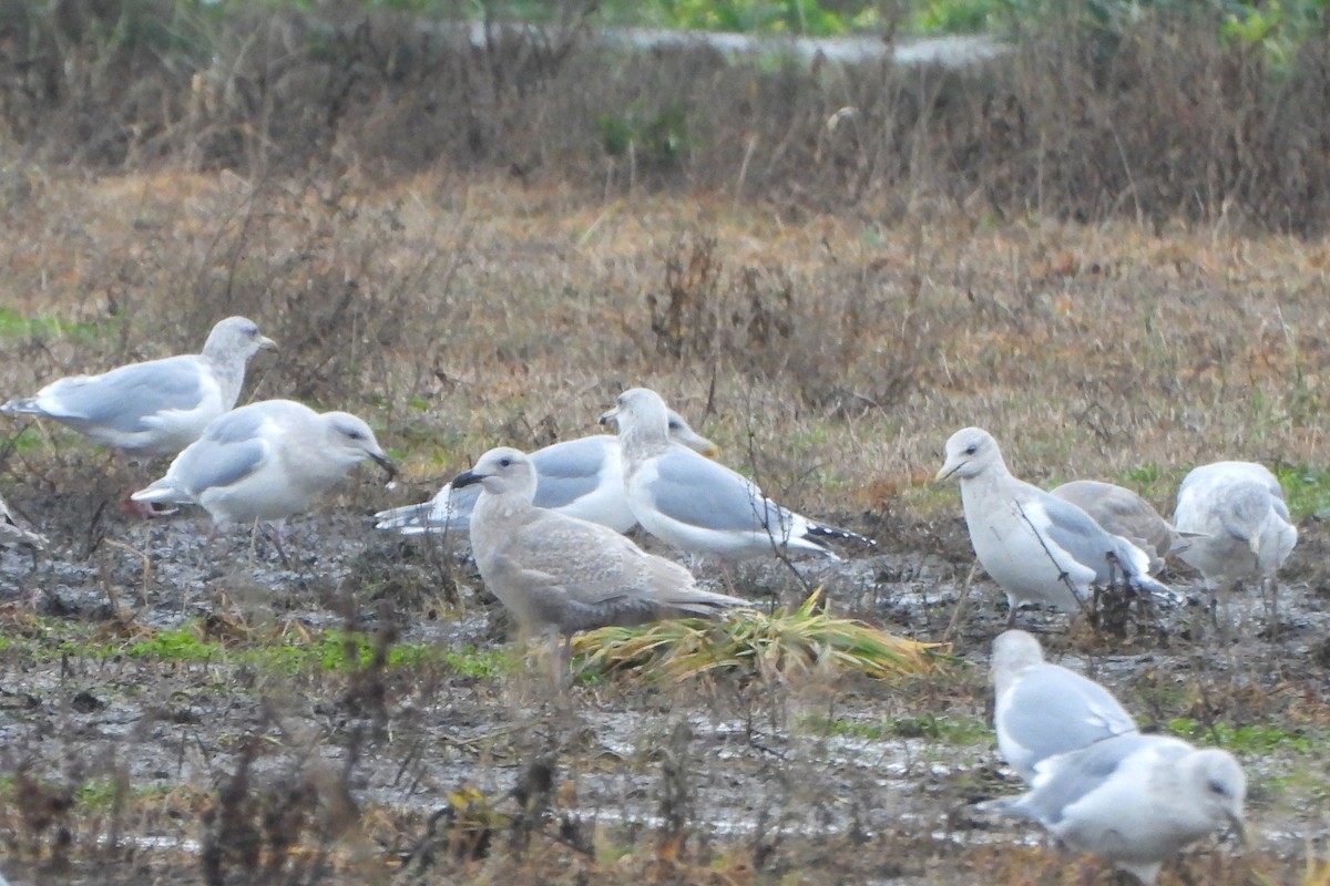 Larus sp. - ML645731781