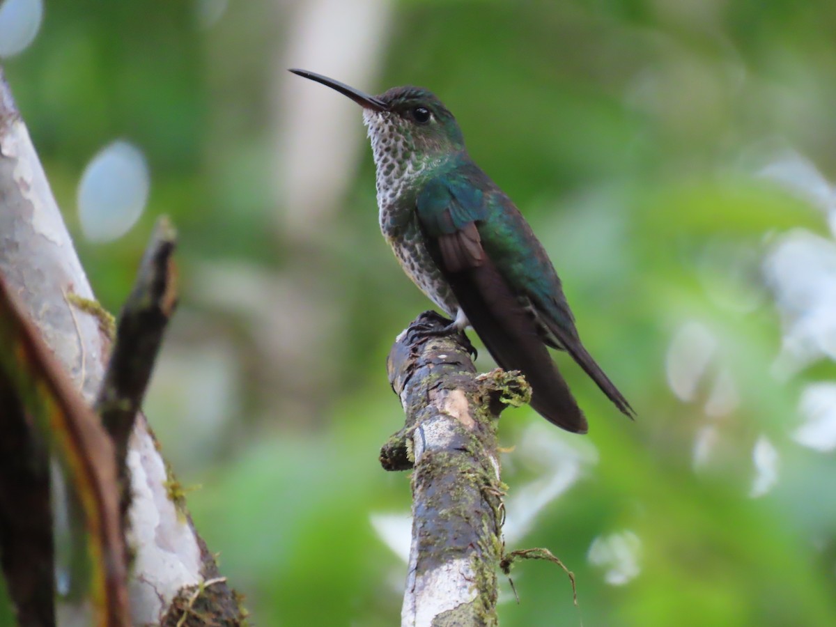 Colibri grivelé - ML645731784