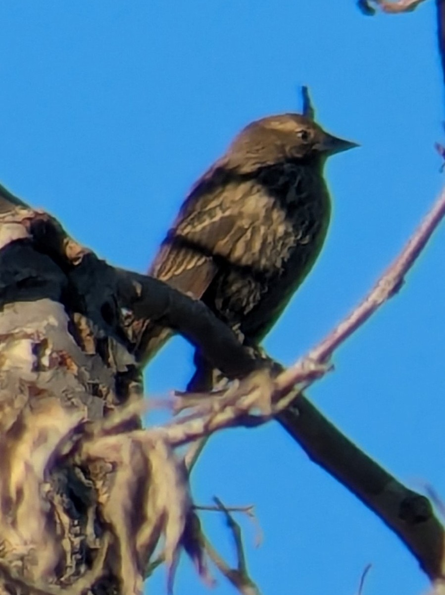 Sargento Alirrojo - ML645731786