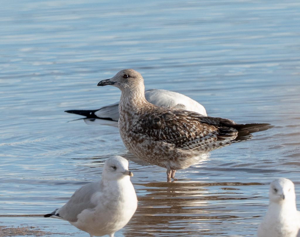 Zafferano - ML645731788