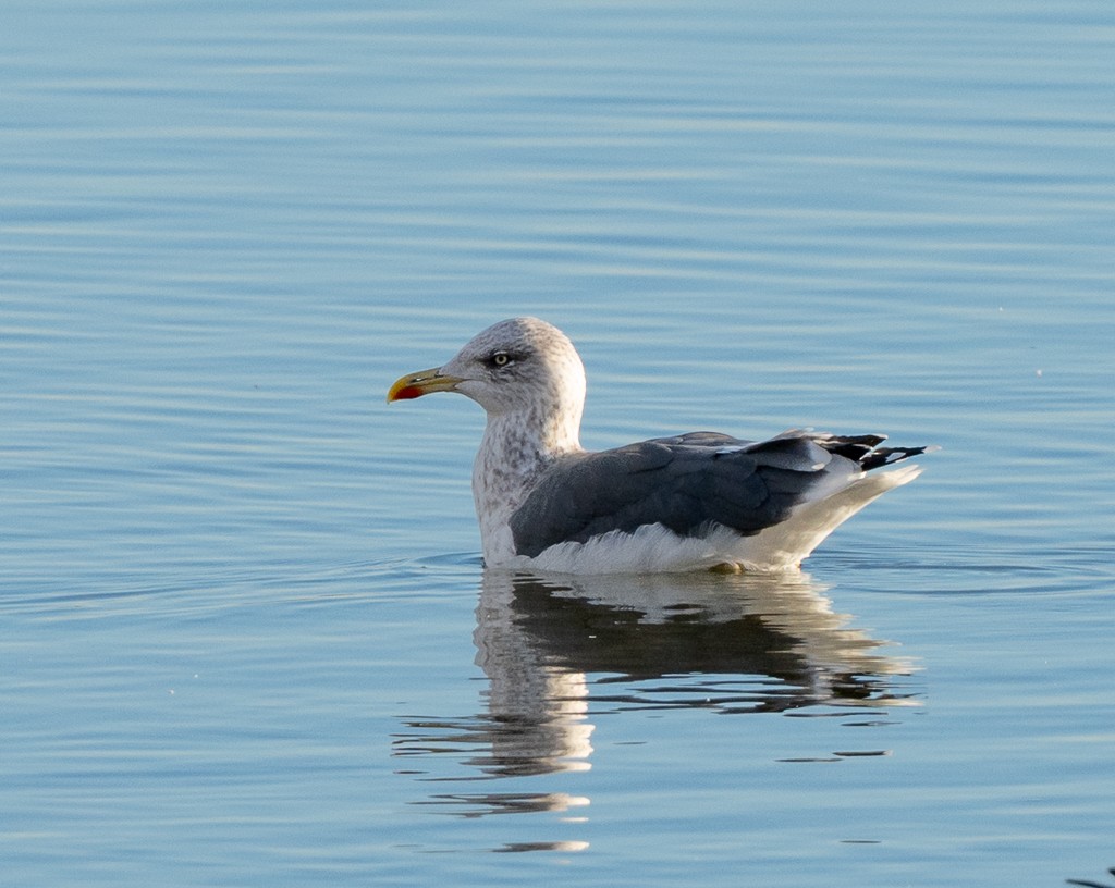 Zafferano - ML645731789