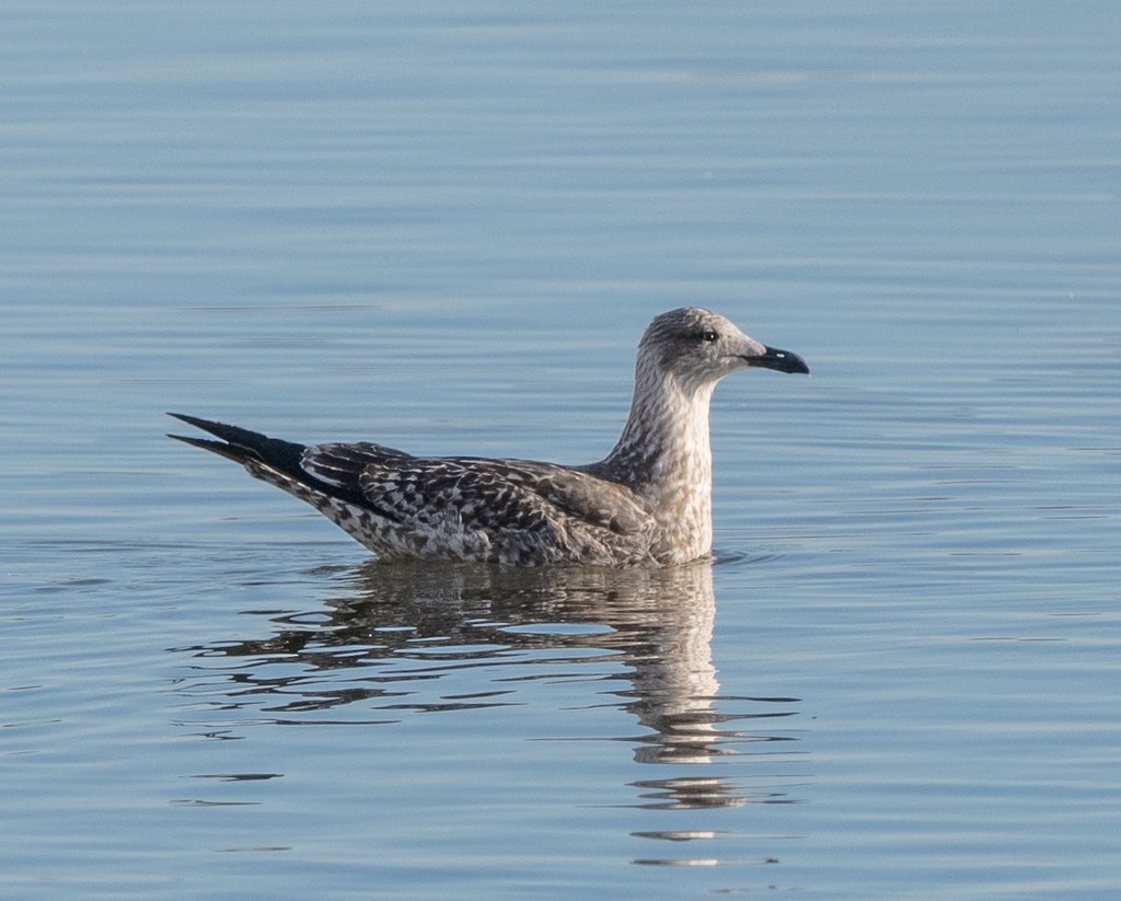 Zafferano - ML645731790