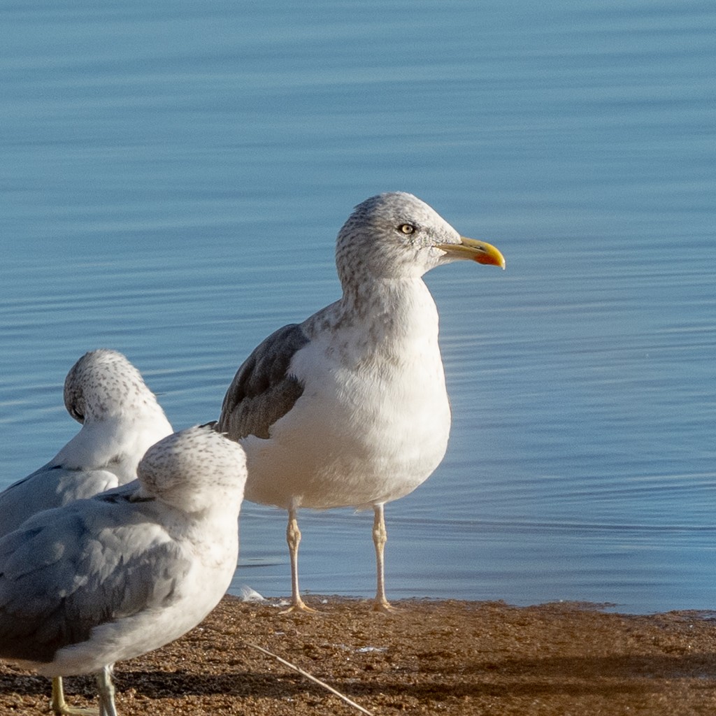 Zafferano - ML645731791