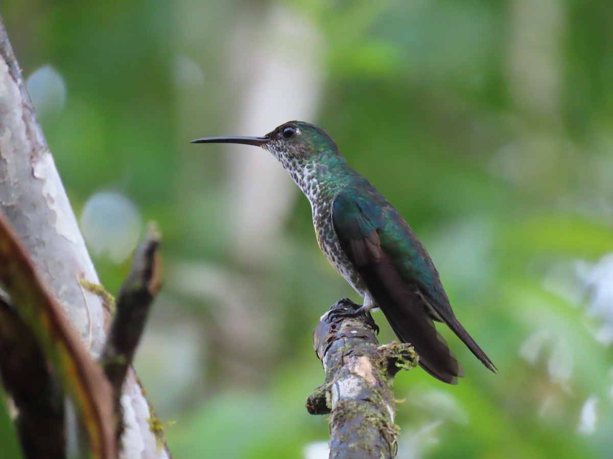 Colibri grivelé - ML645731795