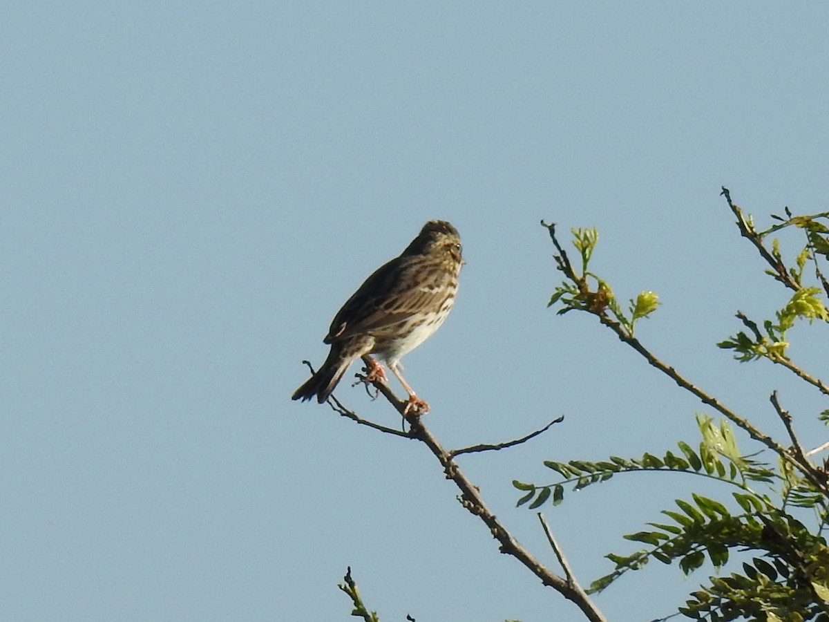 Savannah Sparrow - ML645731799