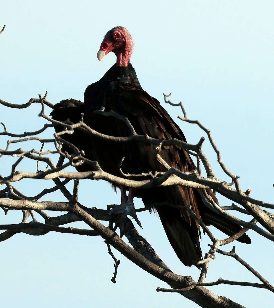 Turkey Vulture - ML645731801