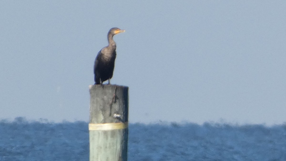 Баклан вухатий - ML645731818