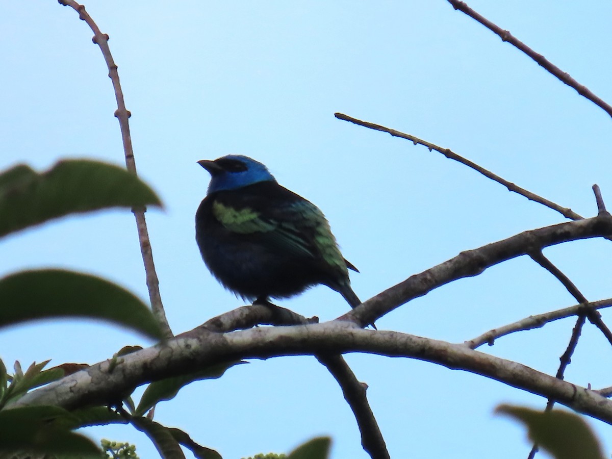 Лазурноголовая танагра - ML645731819