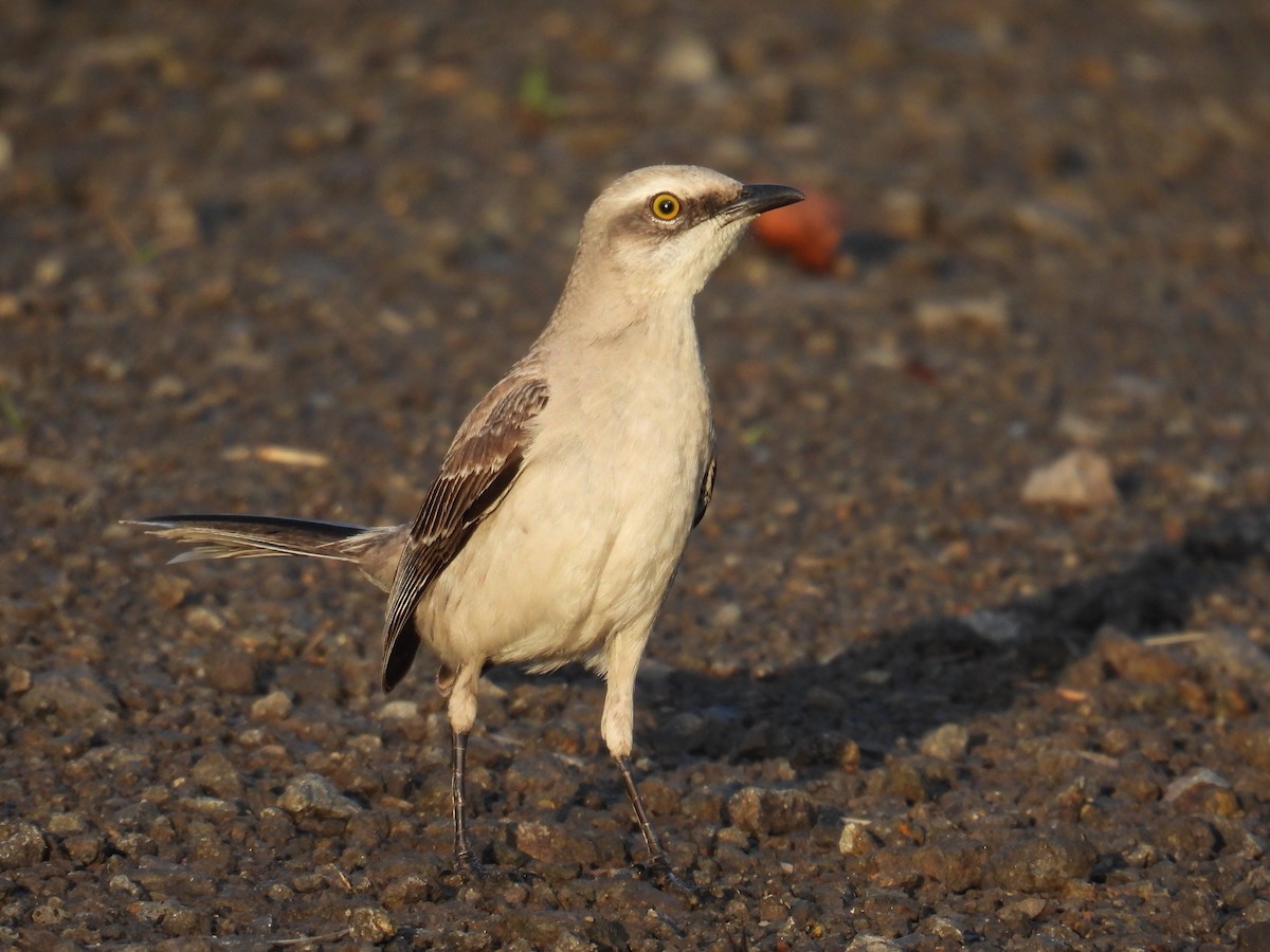 Tropical Mockingbird - ML645731821