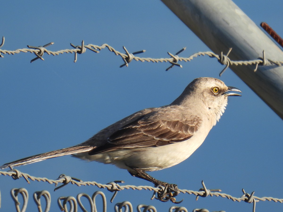 Tropical Mockingbird - ML645731822