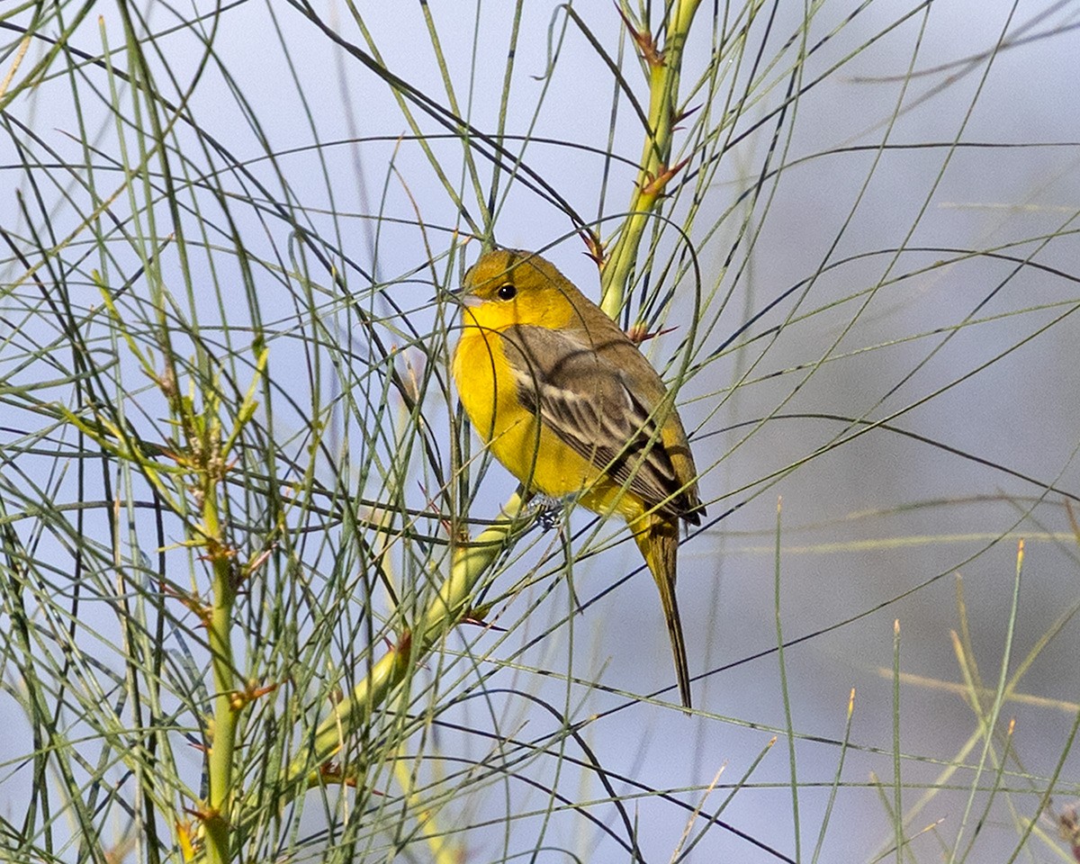 Orchard Oriole - ML645731823