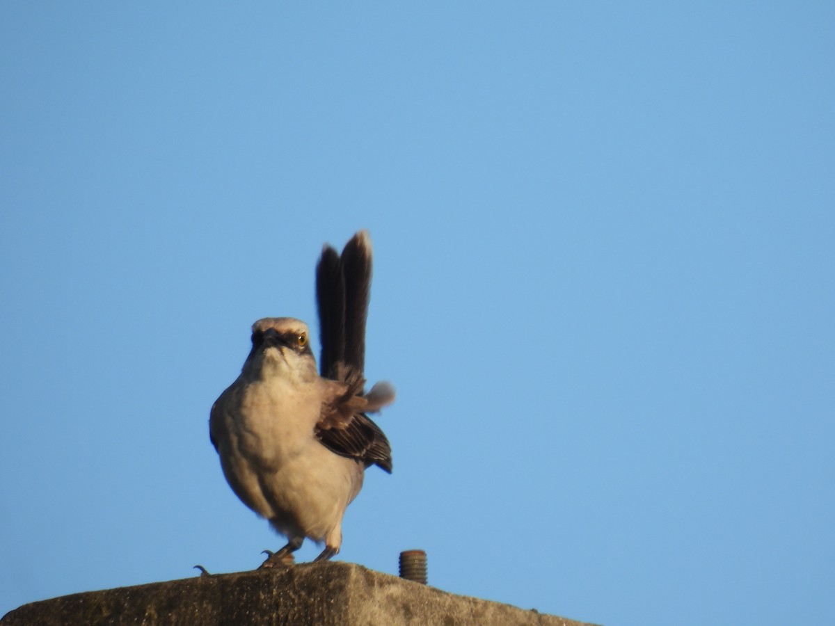 Tropical Mockingbird - ML645731824