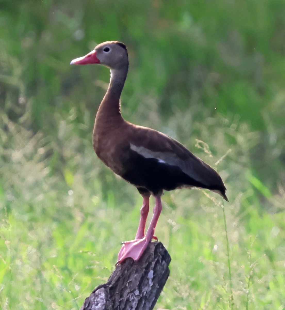 אווזון שחור-בטן - ML645731826