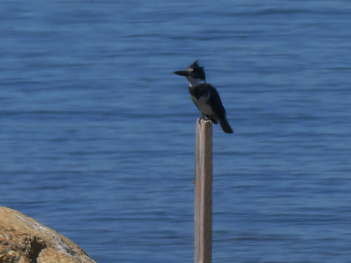 Belted Kingfisher - ML645731840
