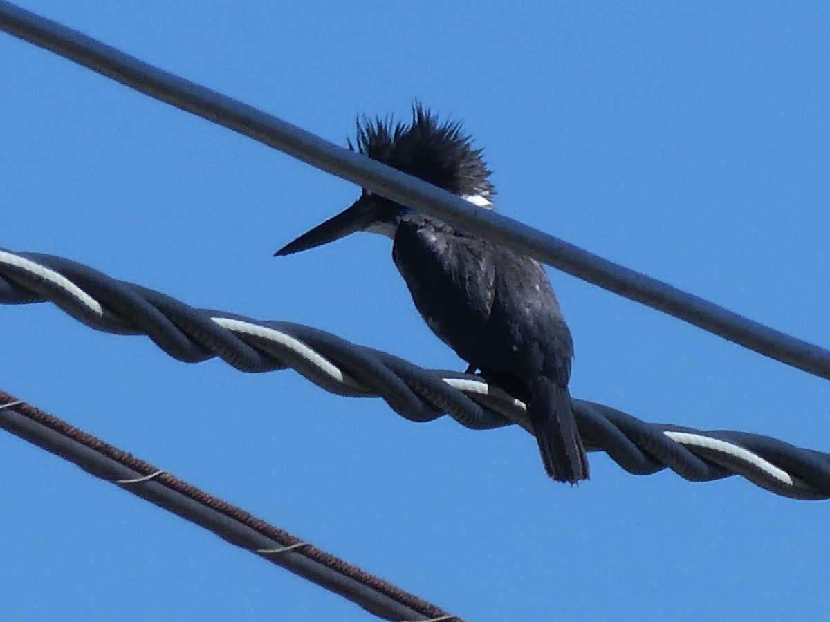Belted Kingfisher - ML645731841