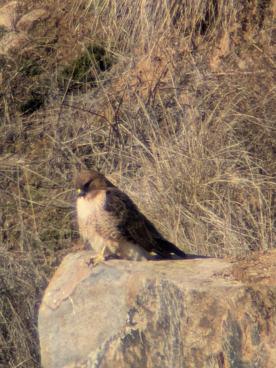 Busardo Colirrojo - ML645731842