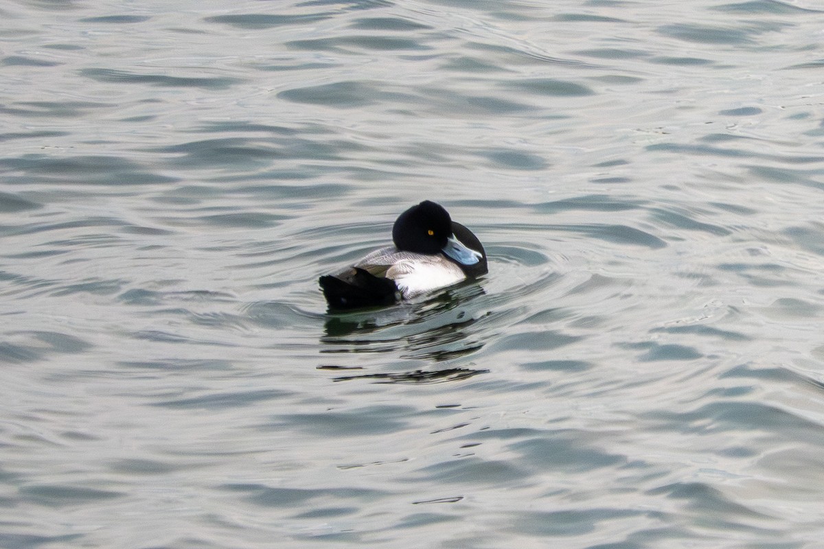 Kanadabergente - ML645731844