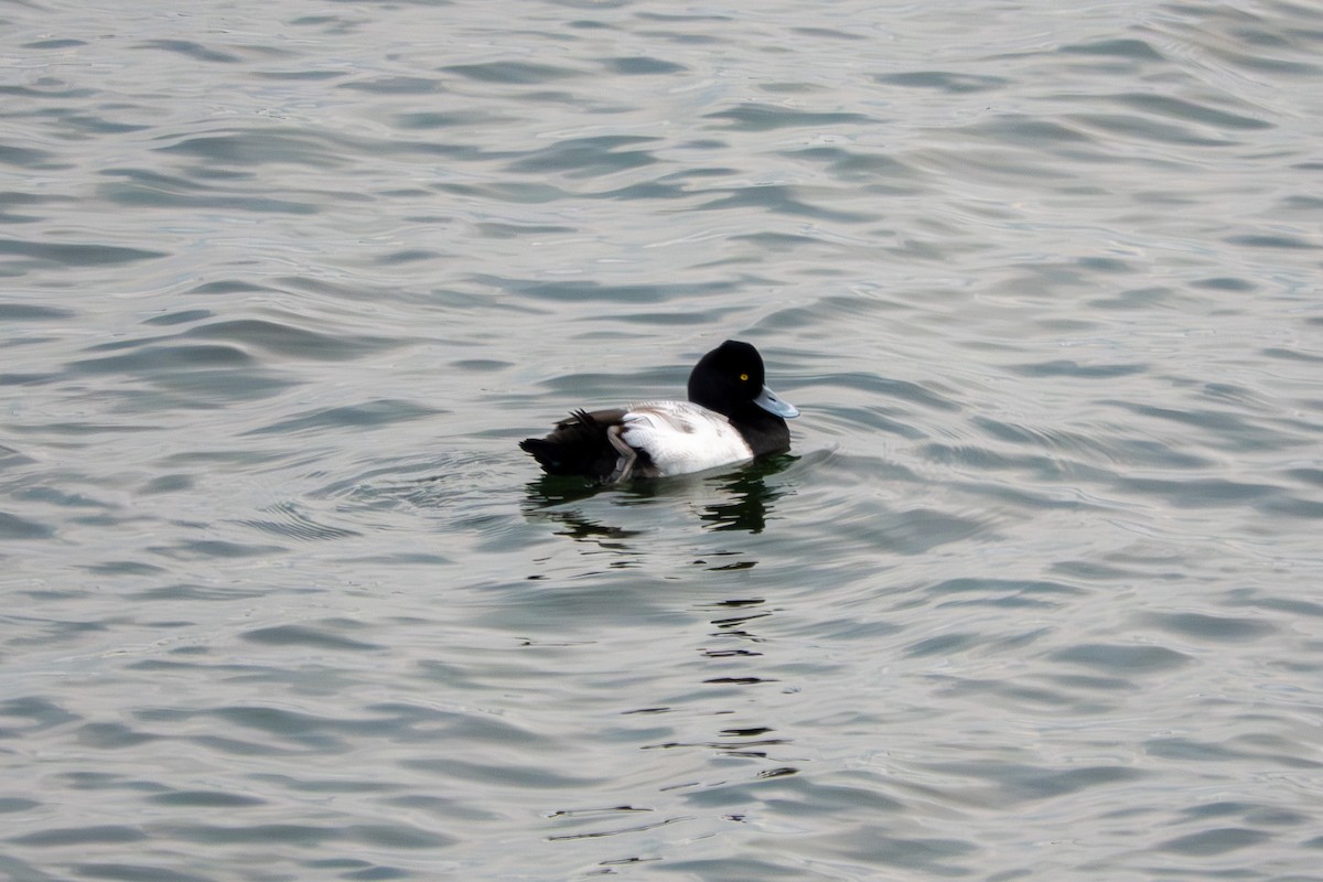 Kanadabergente - ML645731845