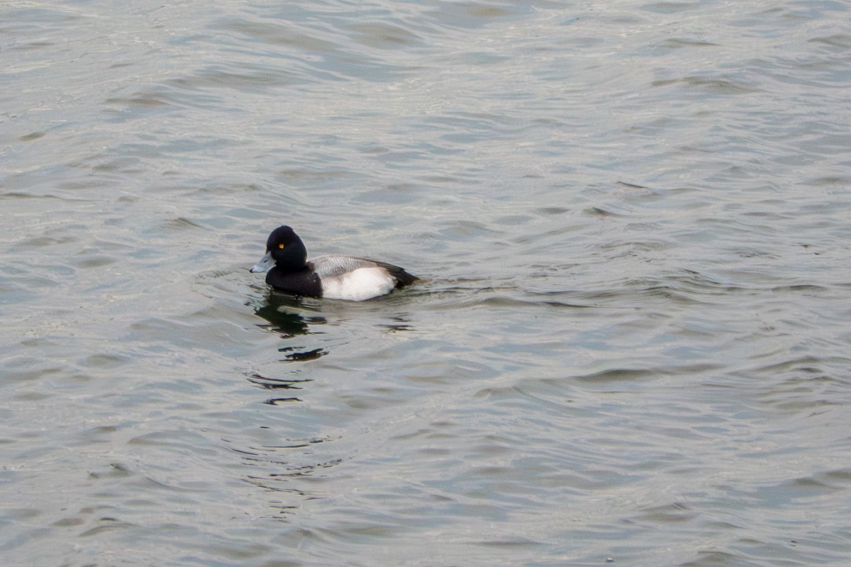 Kanadabergente - ML645731846